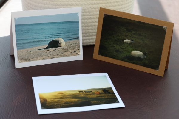 3 Pk Photo Greeting Cards - Animal Bundle