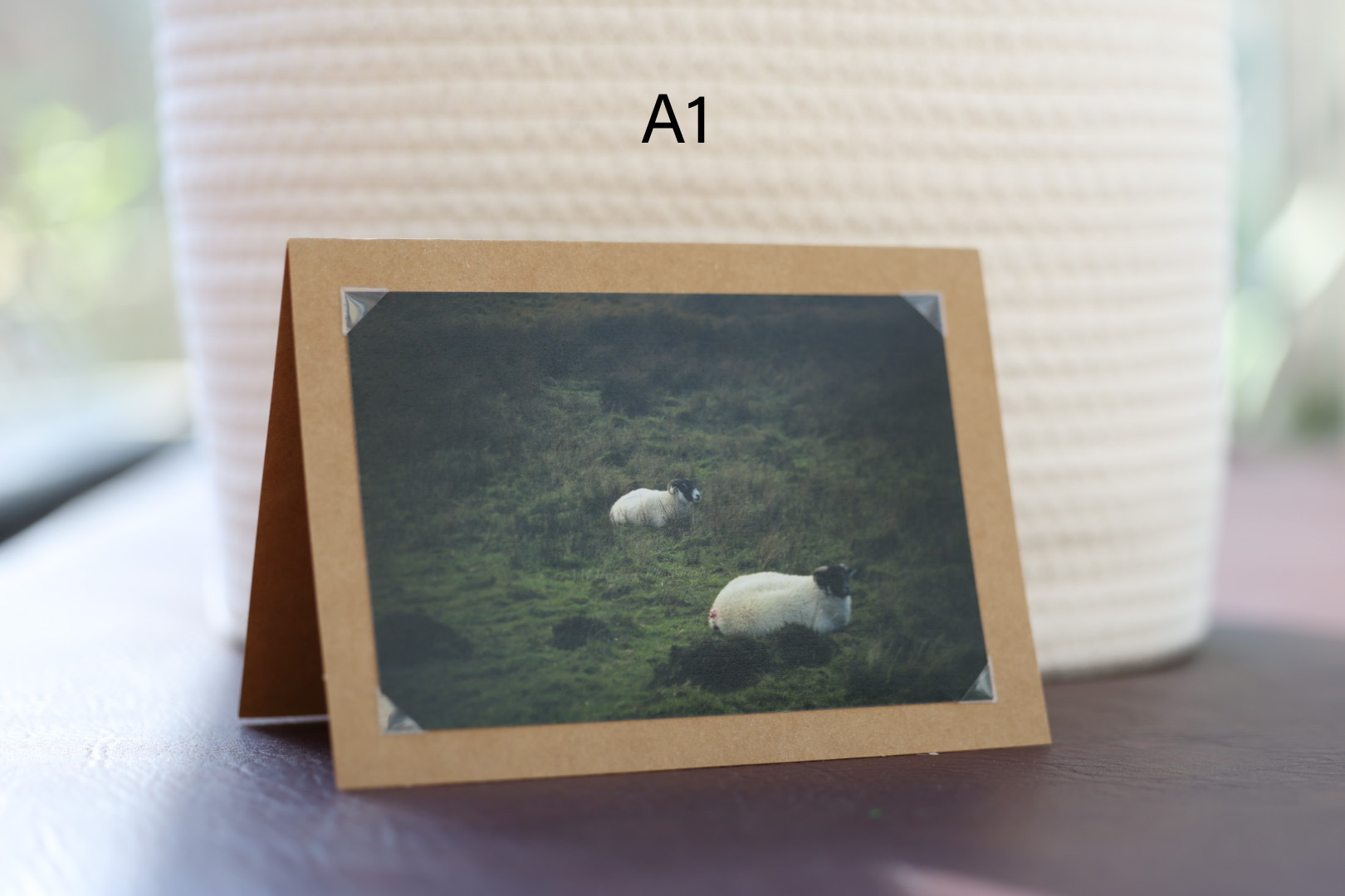 3 Pk Photo Greeting Cards - Animal Bundle - Image 3