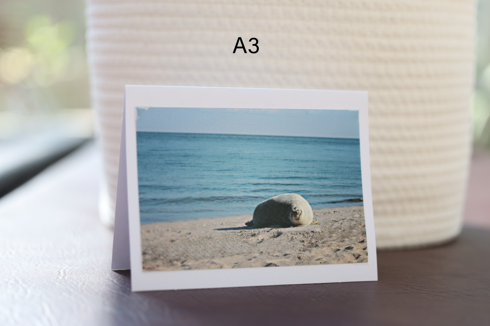 3 Pk Photo Greeting Cards - Animal Bundle - Image 2